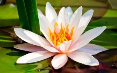 YOGA NIDRA