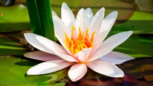 YOGA NIDRA